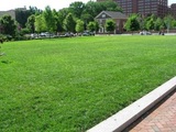 草坪绿化养护